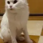 قطة شيرازي