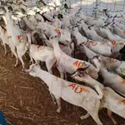تيوس صومالي جمله