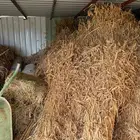 عجور للبيع