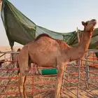 قعود للبيع بالجبيل