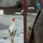 ديك فارسي فاخر