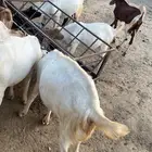 ماعز هولندي   برص ابيض