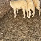 طليان تربية
