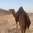 ناقة حمراء دهما للبيع
