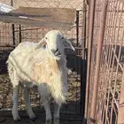 خروف