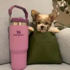 Maltese-Yorkie Mix Puppy - Male -SOLD - مباع