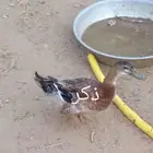 زوج بط بكيني
