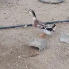 ذكرين بط بكيني وانثى