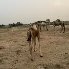 قعود لبني العمر 4 شهور