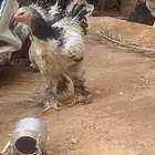 دجاج وديكه براهما