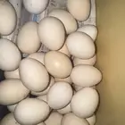 بيض فيومي المنيوم للتخصيب او الاكل