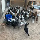 دجاج بلدي