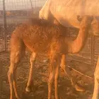 قعود للبيع
