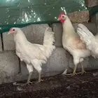 ديوك بيض اخضر منوة للتربية