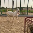 مشروع فحل هولندي صنف الصنف