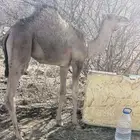 حاشي بالربع