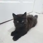 قطة للتبني