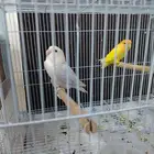 جوز روز جاهز للانتاج