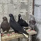 حمام قلابي قطايف