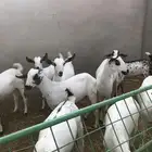 غنم بيشيات صنف القنفذه القوز