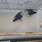 جوز روز