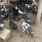 بط بلادي للبيع