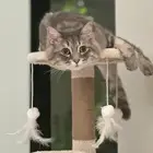 قط شيرازي للتبني