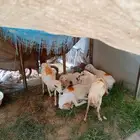 ضان للبيع العدد5و1فحل