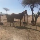 حصان انقليزي هادي الموقع شمال عفيف