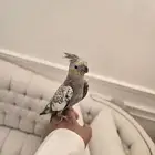 كراوان أليف ربى