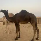 قعود مفرود