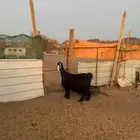 عنز عرضيه صنف  ما شاء الله توها داخله سديس