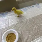 بطة للبيع