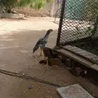 دجاج ميوالي
