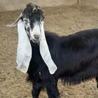 تيس للبيع