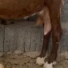 عنز متبع جفرتين