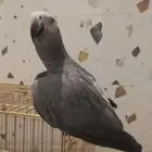 ببغاء كاسكو افريقي بدون حجل