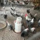 دجاج فيومي