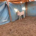 جفرة بيضاء برصاء