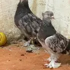 اجواز تركي