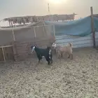 جفرتين توأم