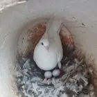 حمام فرنسي سوبر جامبو