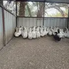 بط للبيع الي يبي ذبح أو تربيه