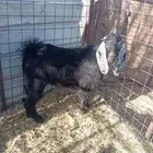 تيس ذبيحه ثلاجه