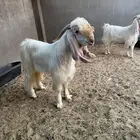 فحل عارضي ابيض معرف وملب نادر بالاحساء