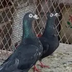 حمام زاجل اسود للبيع