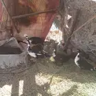 بط مكسوفي