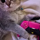 ذكر سكوتش فولد