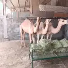 للبيع 3 ابل لباني بسعر مناسب الدمام