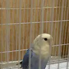 للبيع طيور روز ذكر وانثى مع قفص واكل